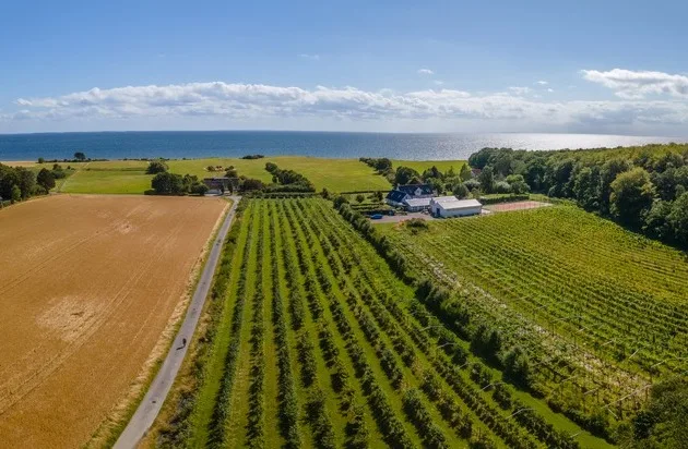 Weinland Dänemark rückt ins Rampenlicht